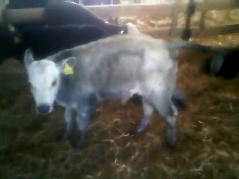 HAZER EMLAK TEL: 0546 851 6657 SATILIK HOLSTEİN DÜVE SATIŞI