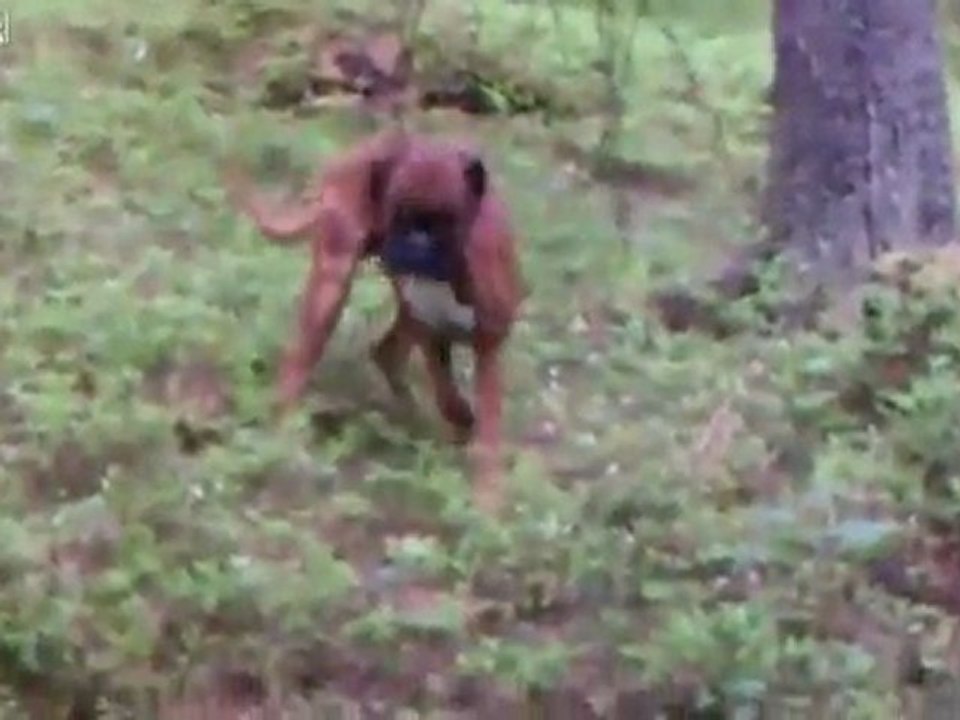 Deer Runs Over Dog