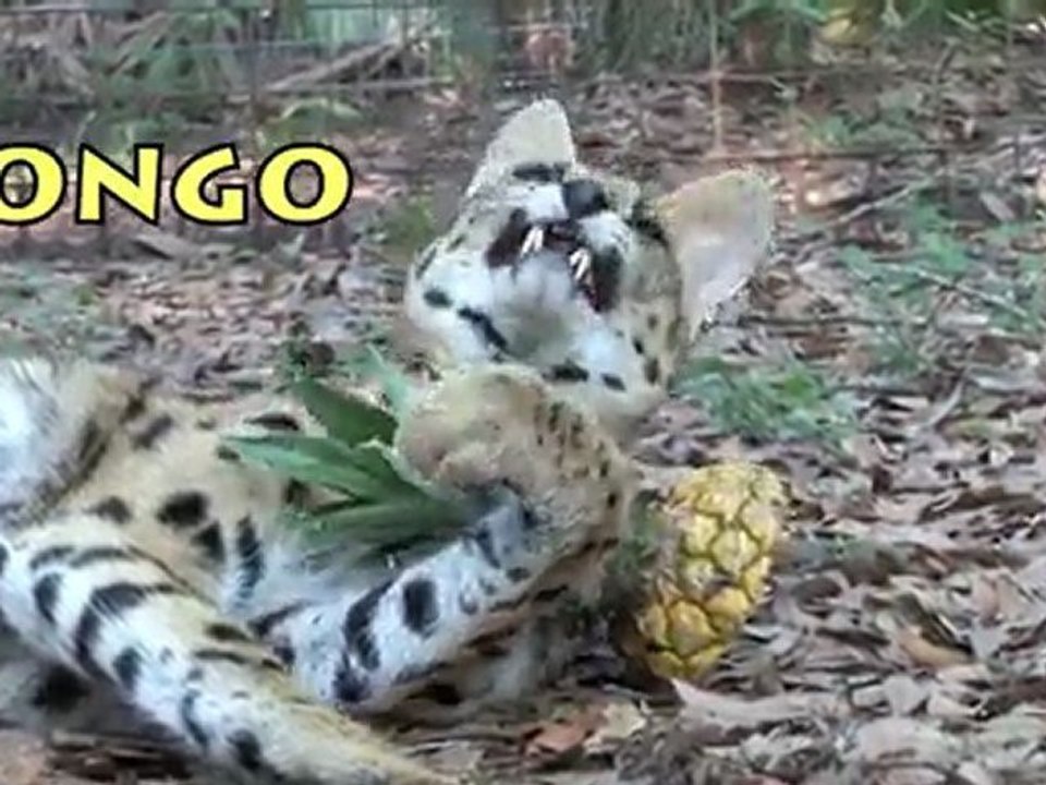 BIG CAT SUMMER!