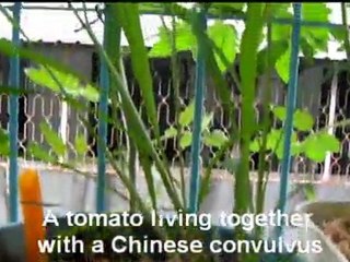 Ollas and Sub-irrigated Planters in Balcony Garden