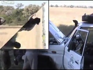 Elephant charges and smashes into truck