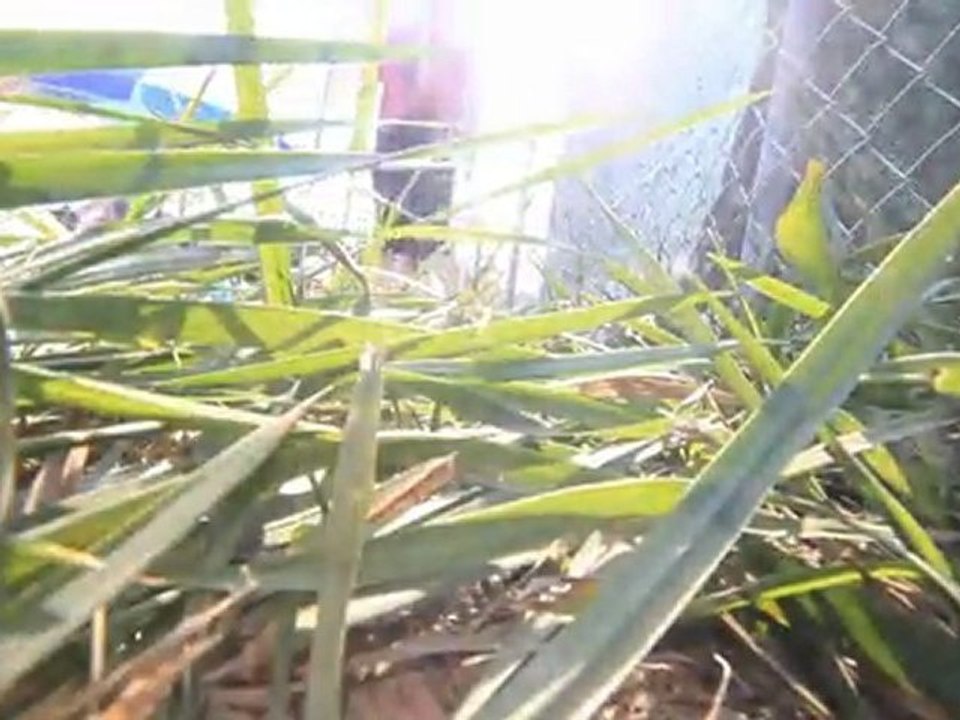 Bonnaroo X - Sneak in VIP and get out cause It sucks