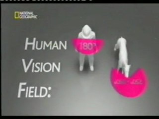 Perros que trabajan en aeropuertos