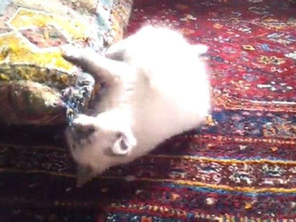 Plume-2011-06-13_3