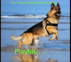 How to train a german shepherd - best place