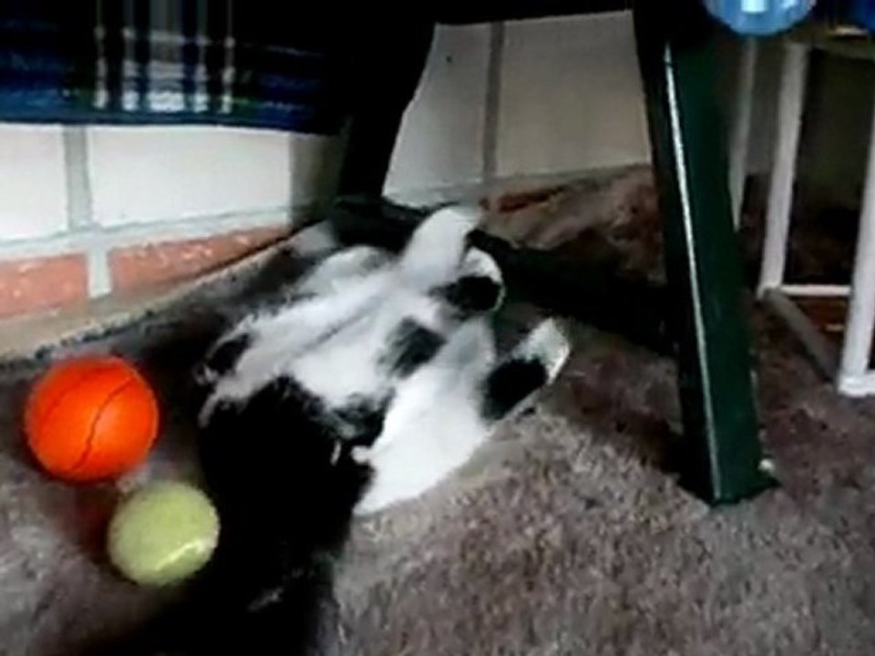 Paulchens letztes Video