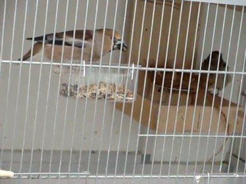 élevage gros bec et chardonnerets par carduelis