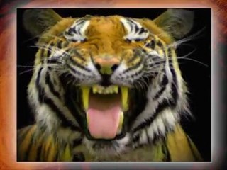 Scholastic Offers Animorphs site for Kids