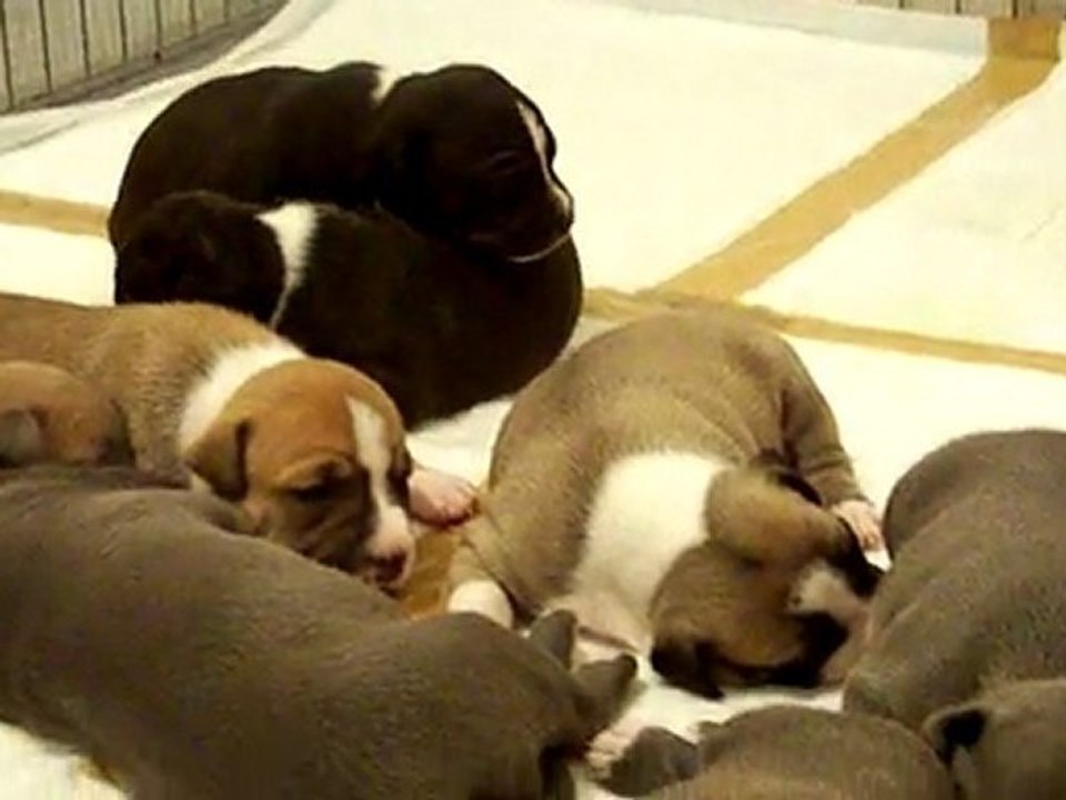 Puppies of Coke et Cristal