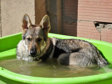 chiens loups tchécoslovaques
