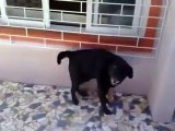 Booty Shaking pour un chien