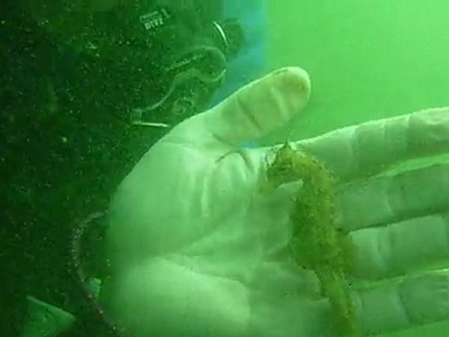 Scuba diving - Sea horse