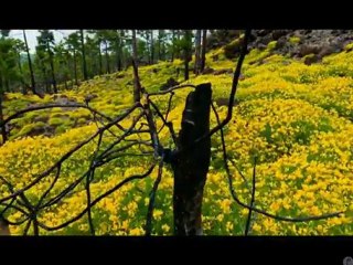 ما أجمل خلق الله سبحانه (فكيف الجنة؟)