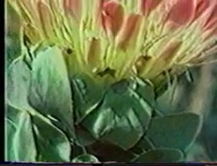 الدكتور مصطفى محمود زهرة النار