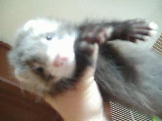 Les bébés de Elfy et Lilie qui cherchent une nouvelle famille