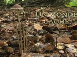 Les Champignons un Monde Cache