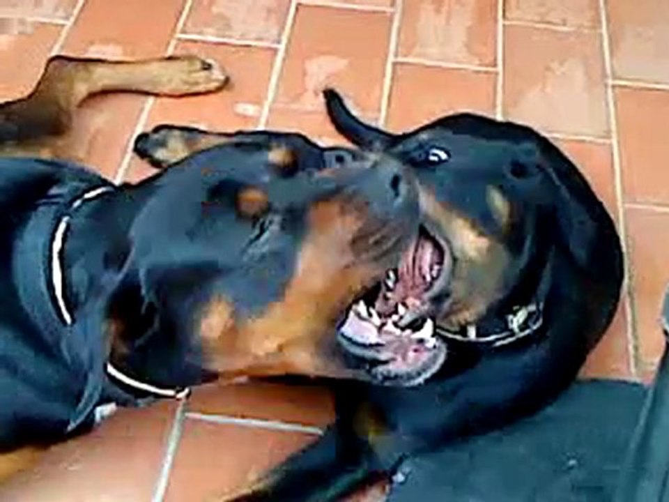 Arès et Leelou 3M jouent aux dents