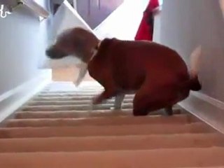 chien-escalier-collerette