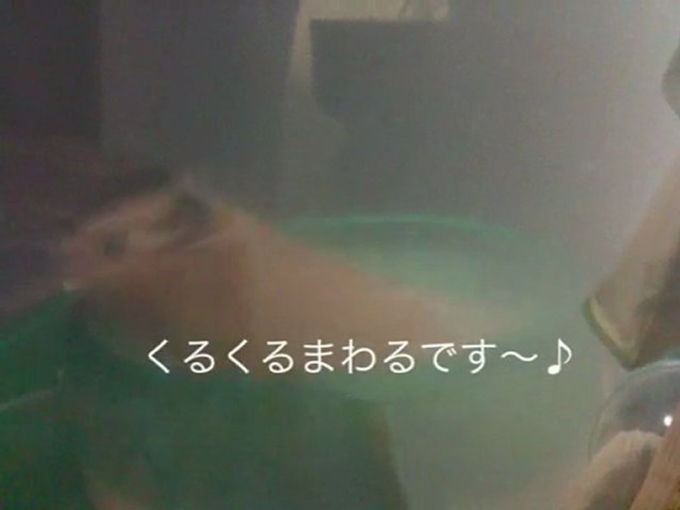 ☆今日のコムギ♪　　コムギのメリーゴーランド　（2011．06．18）