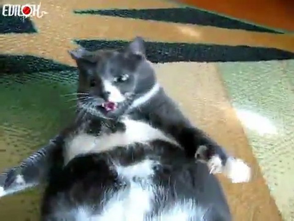 gros-chat-pas-content