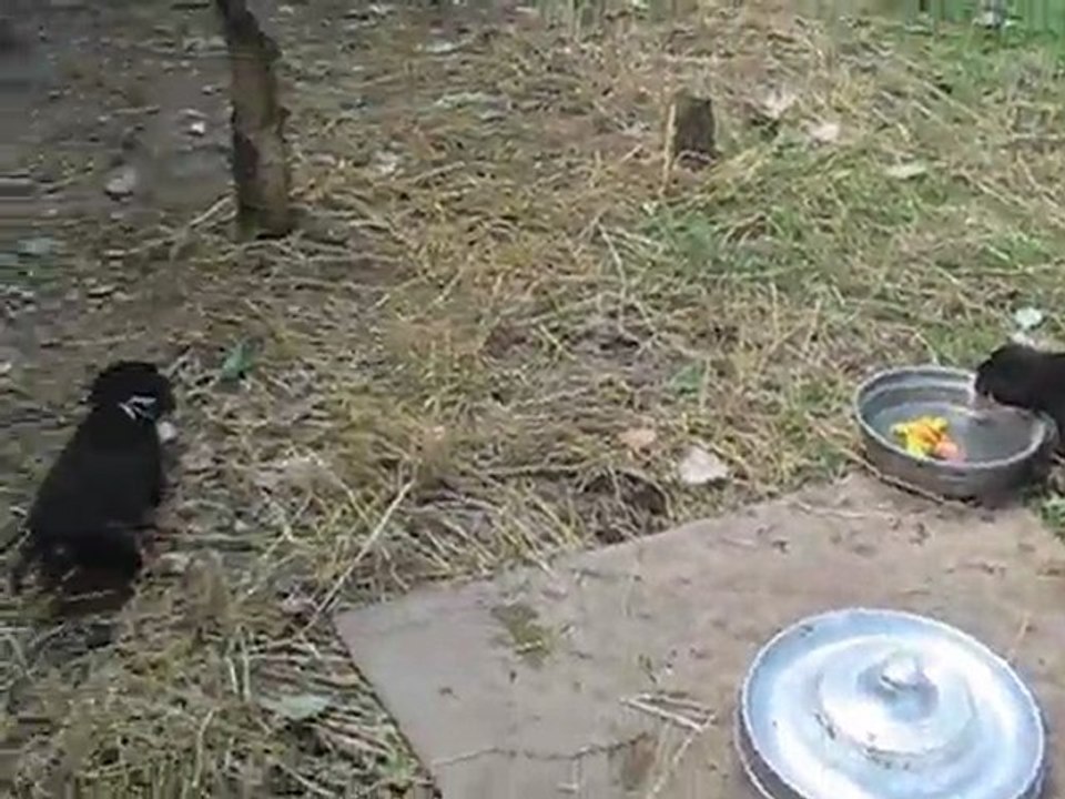 Portée mai 2011 Eclipse x Chorten - Bébés à 5 semaines