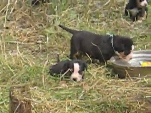 Portée mai 2011 Eclipse x Chorten - Bébés à 5 semaines (Suite)