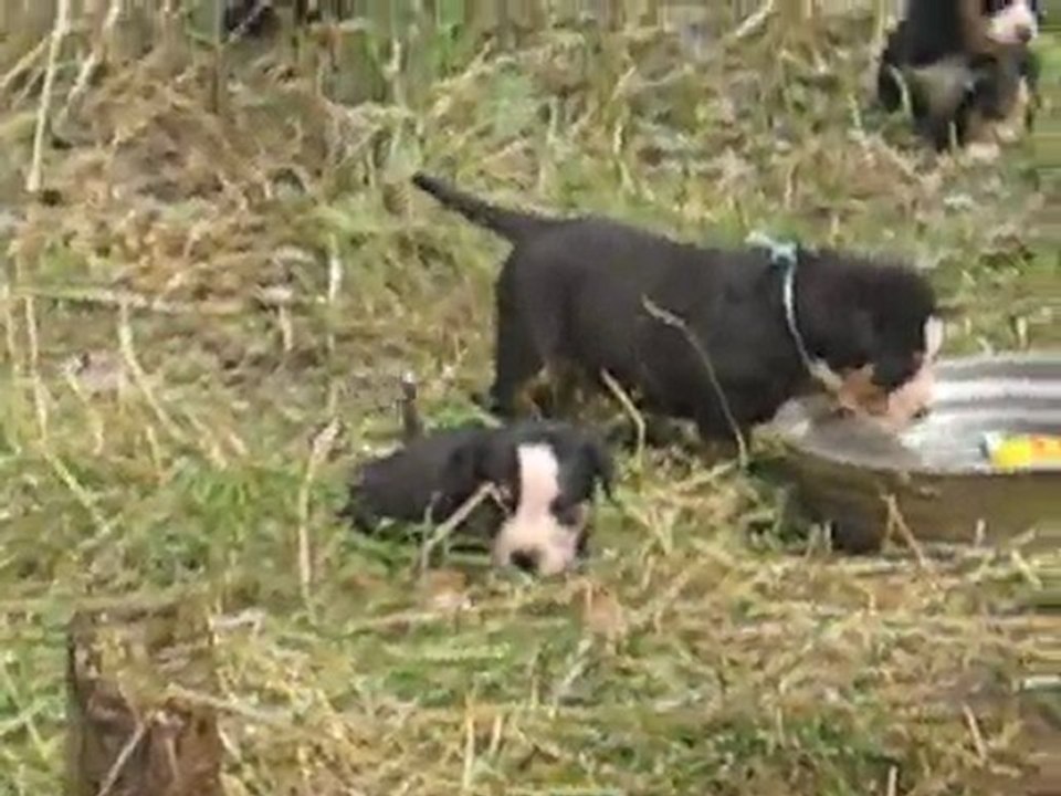 Portée mai 2011 Eclipse x Chorten - Bébés à 5 semaines (Suite)