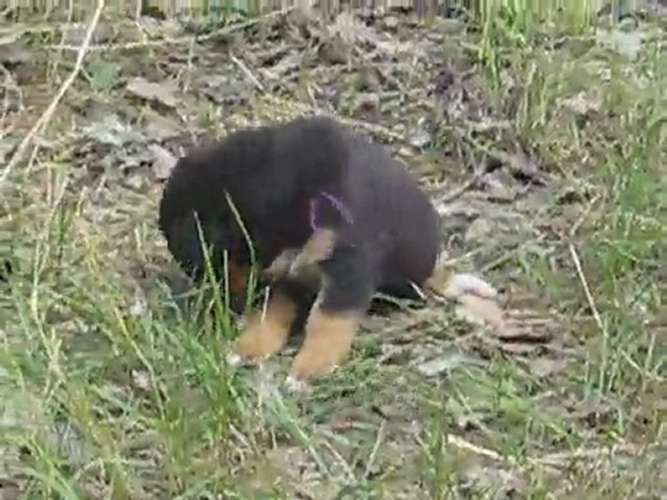 Portée mai 2011 Eclipse x Chorten - Bébés à 5 semaines (Suite et fin)