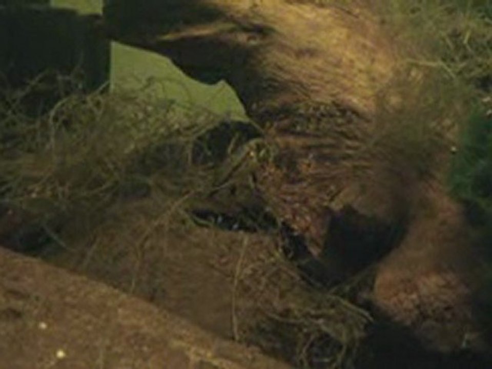 Cacatuoides Sauvages