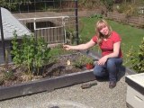 June 18/11 Senga's Vlog Chef's Top Herbs to Grow In Garden