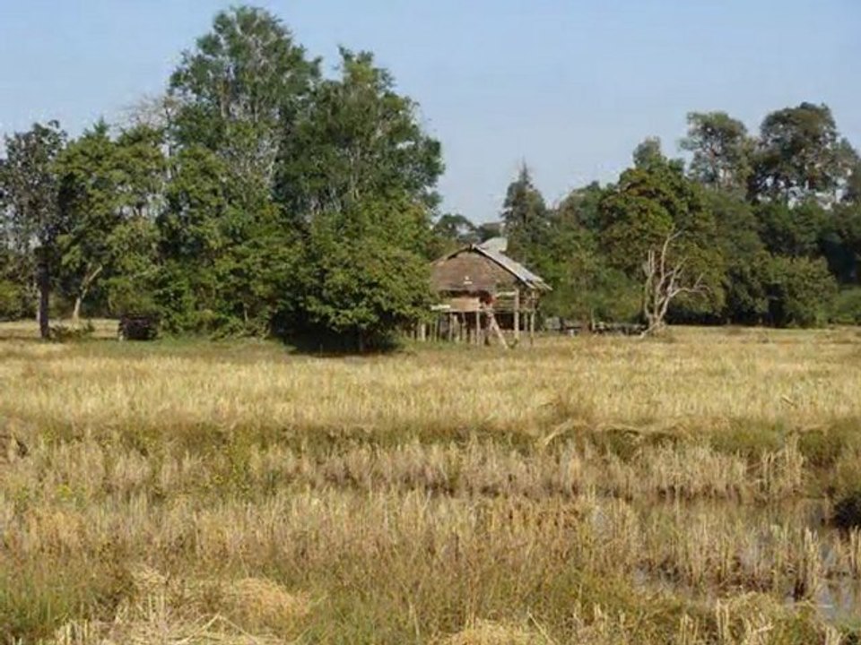 Rizières en jaune paille LAOS