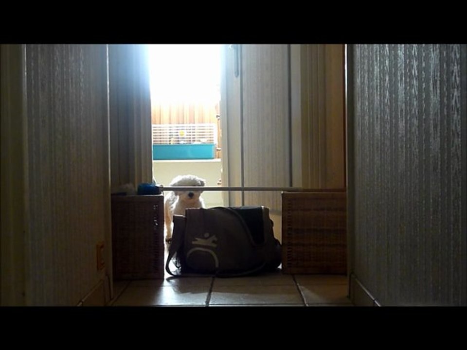 séance de saut avec Dune et Eole