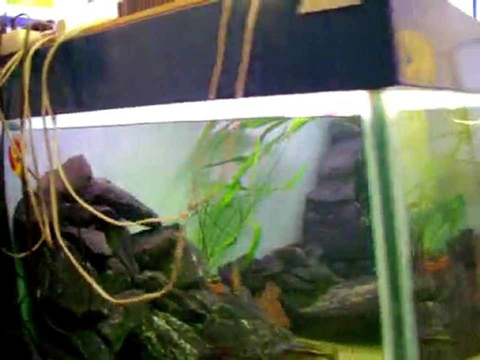 Fishromm Loicichlids