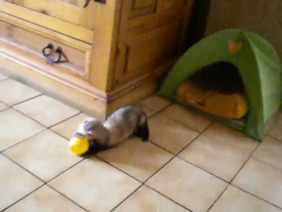 bibop !!petit mâle de un an à adopter (18 juin 2011) chez furet et compagnie