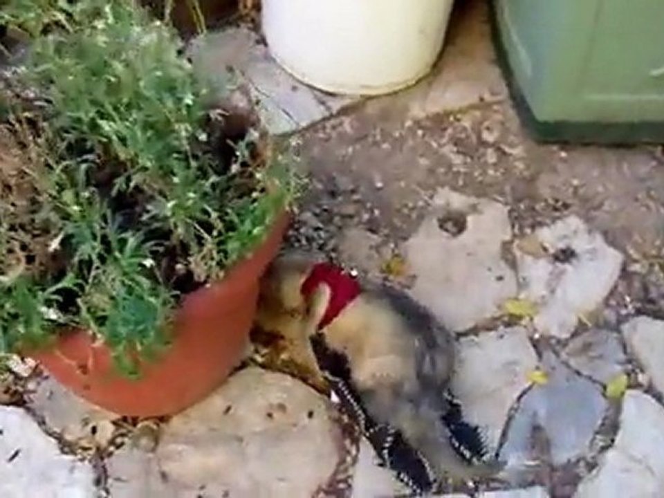 sid 18 juin 2011 les furets de la deuxieme chance