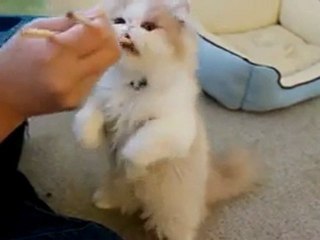 Cute Kitty loves To Eat With Chopsticks