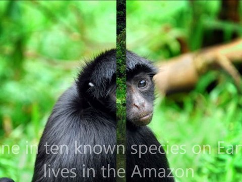 Allexpeditions_Peru_AmazonAllExpeditions Amazon Cruise Peru | The Amazon River Luxury Cruises Peru | Peru Amazon Expedition travel