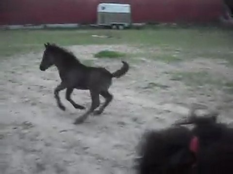 Pouliche Shetland X Mérens 3 semaines. SDC10549