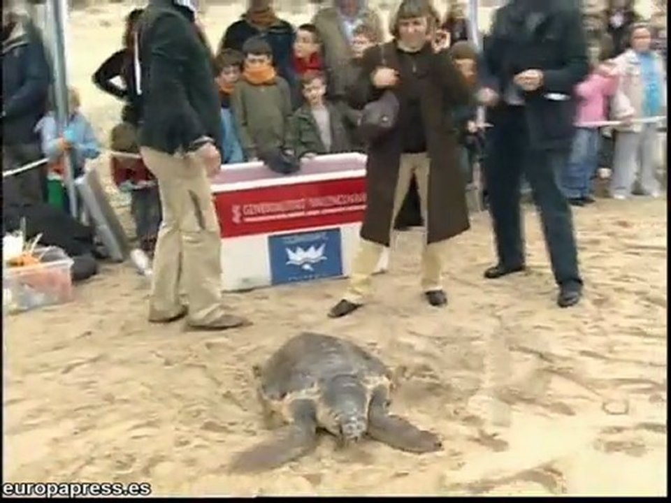 Devuelven al mar tortuga herida
