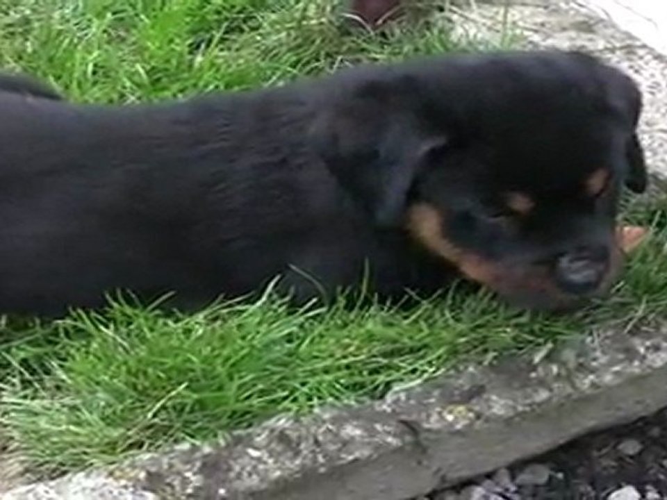 Kaïla