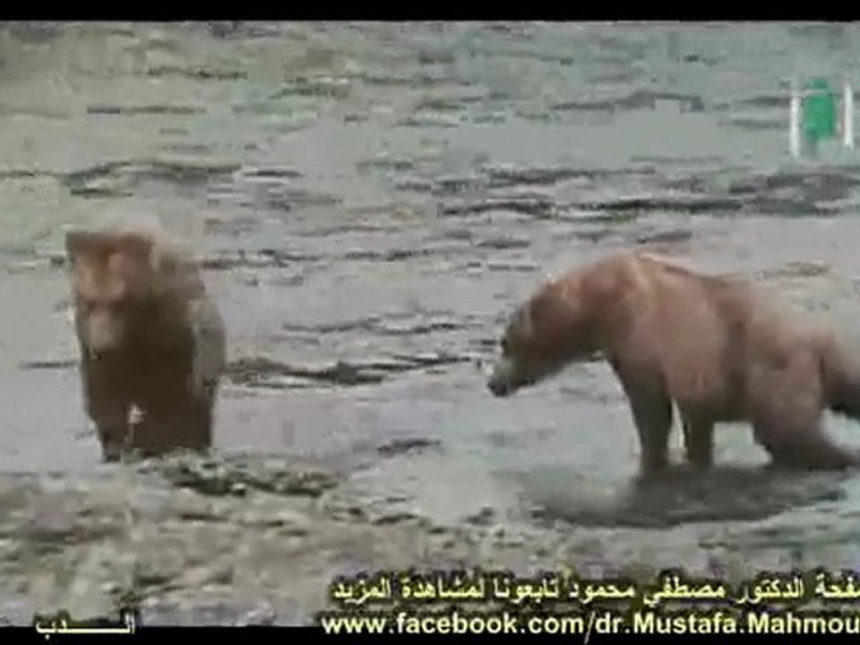 الـــدب وسمك السلمون | حلقات العلم والإيمان