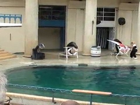 Spectacle Otaries [ Walibi Sud-Ouest ]