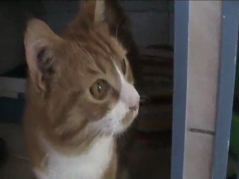 Boncuk 2011 - 22 mai 2011