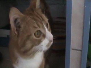 Boncuk 2011 - 22 mai 2011