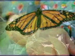 İclal Aydın - Uçak Babama Selam Söyle 2010 Klip - bymadak.com