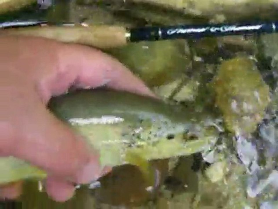 Pêche à la mouche No-kill de Sirod