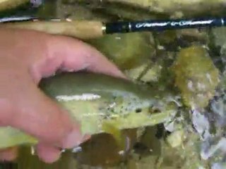 Pêche à la mouche No-kill de Sirod