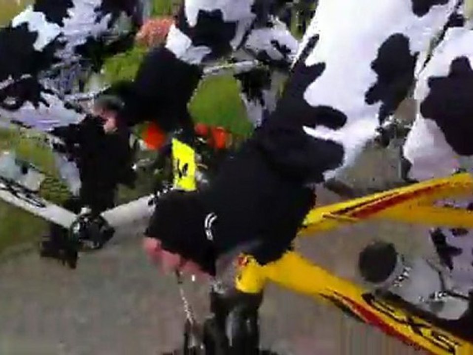 Les Vaches à l'Ardéchoise