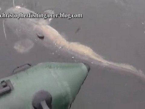 video carnassiers aux leurres