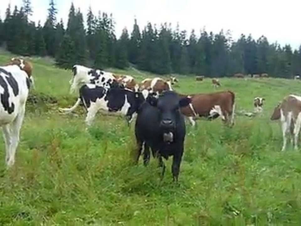 Vaches près du Mont Salâ